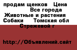 продам щенков › Цена ­ 15 000 - Все города Животные и растения » Собаки   . Томская обл.,Стрежевой г.